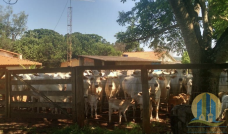 Fazendas para Arrendar em Macapá – Amapá