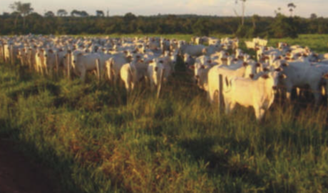 Venda de imóveis rurais em Macapá – Amapá