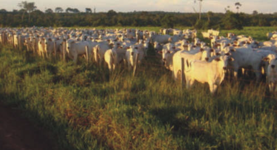 Venda de imóveis rurais em Macapá – Amapá