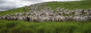 Venda de imóveis rurais em Macapá – Amapá