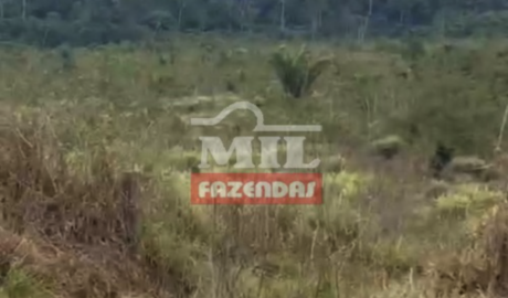 Fazenda em Centro Novo do Maranhão - Maranhão – Mil Fazendas