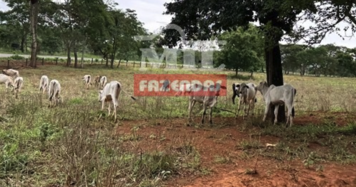 Fazenda em Cristianópolis - Goiás – Mil Fazendas