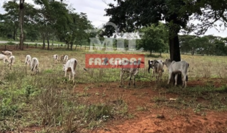 Fazenda em Cristianópolis - Goiás – Mil Fazendas