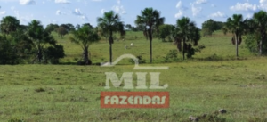 Fazenda em Crixás - Goiás – Mil Fazendas