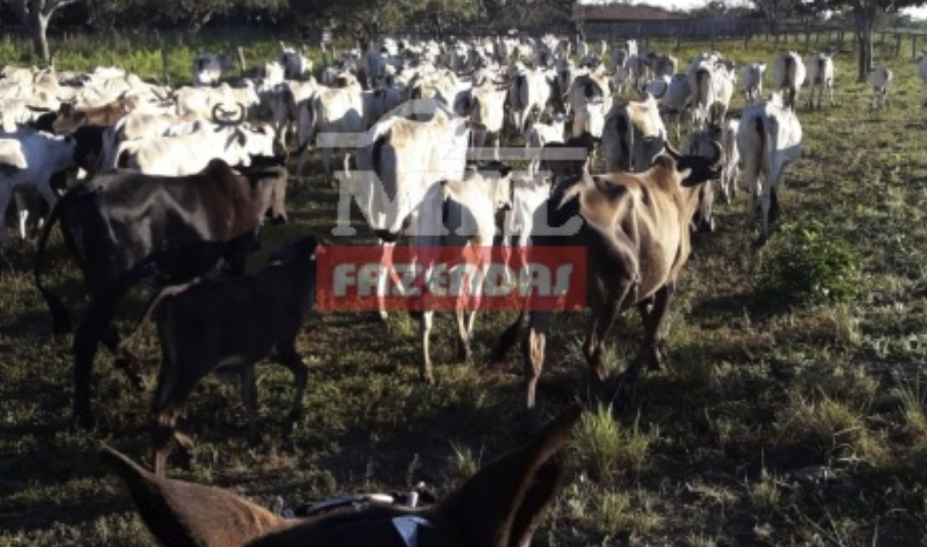 Localização Fazenda em Dois Irmãos do Tocantins - Tocantins – Mil Fazendas