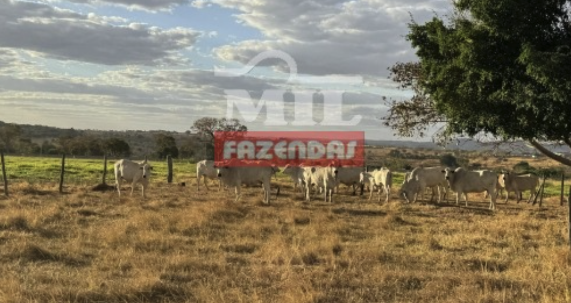 Fazenda em Guapó - Goiás – Mil Fazendas