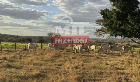 Fazenda em Guapó - Goiás – Mil Fazendas