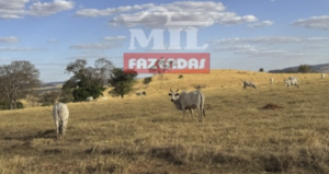 Fazenda em Guapó - Goiás – Mil Fazendas