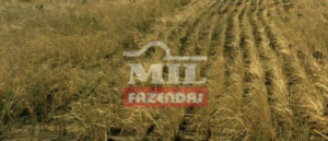 Fazenda em Manoel Emídio - Piauí – Mil Fazendas