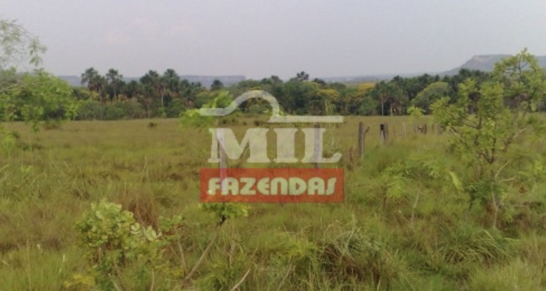 Fazenda em Novo Acordo - Tocantins – Mil Fazendas