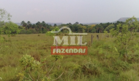 Fazenda em Novo Acordo - Tocantins – Mil Fazendas