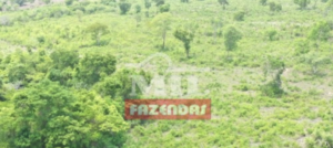 Fazenda em Palmeirópolis - Tocantins - Mil Fazendas