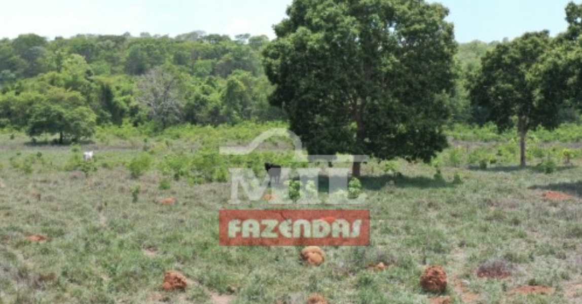 Fazenda em Palmeirópolis - Tocantins - Mil Fazendas