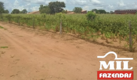 Fazenda em Ponte Alta do Tocantins - Tocantins – Mil Fazendas