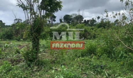 Fazenda em Santarém - Pará – Mil Fazendas