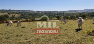 Fazenda em Trindade - Goiás – Mil Fazendas