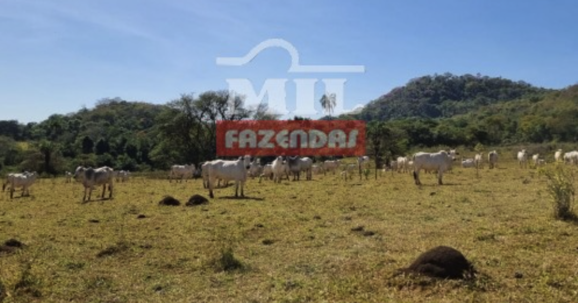 Fazenda em Trindade - Goiás – Mil Fazendas