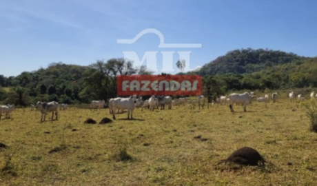 Fazenda em Trindade - Goiás – Mil Fazendas