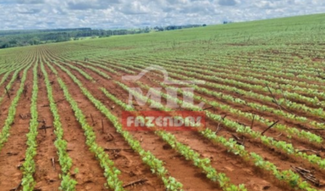 Fazenda em Anápolis - Goiás – Mil Fazendas