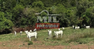 Fazenda em Cachoeira de Goiás - Goiás – Mil Fazendas