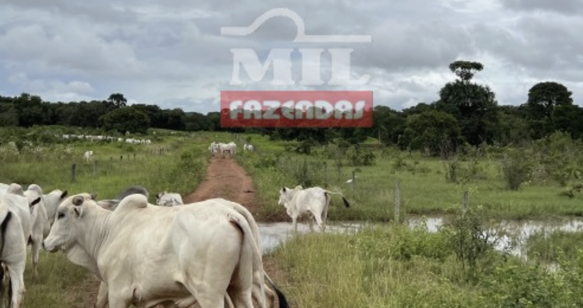 Fazenda em Cocalinho - Mato Grosso - Mil Fazendas