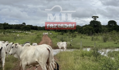 Fazenda em Cocalinho - Mato Grosso - Mil Fazendas