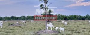 Fazenda em Cocalinho - Mato Grosso - Mil Fazendas