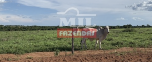 Fazenda em Cocalinho - Mato Grosso - Mil Fazendas