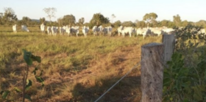 Fazenda em Cocalinho - Mato Grosso – Mil Fazendas