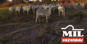 Fazenda em Cocalinho - Mato Grosso – Mil Fazendas