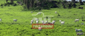 Fazenda em Novo Progresso - Pará – Mil Fazendas