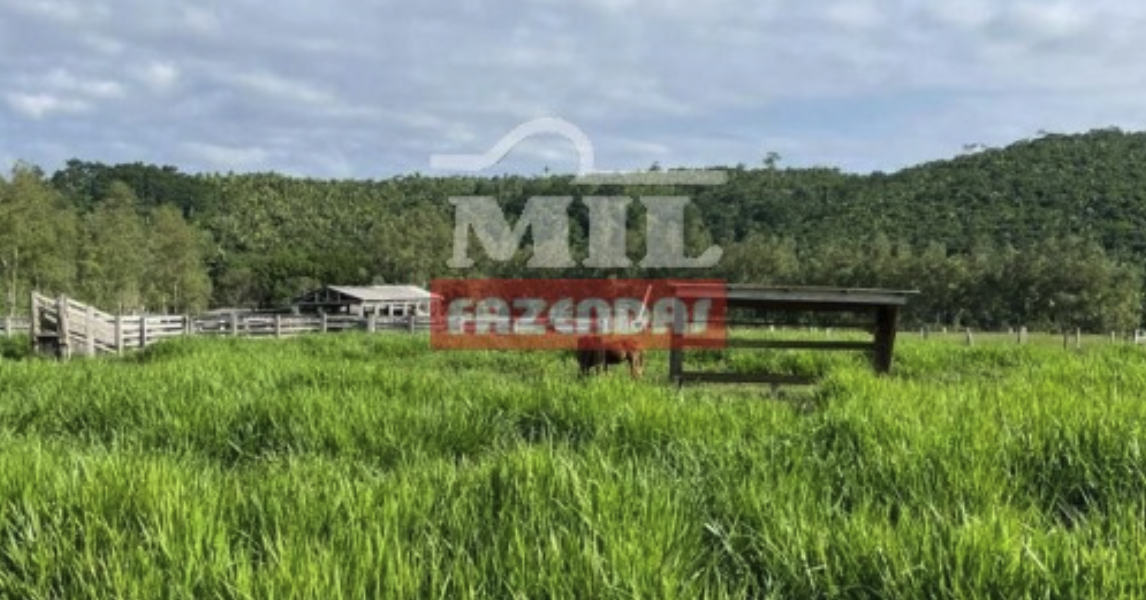 Fazenda em Novo Progresso - Pará – Mil Fazendas