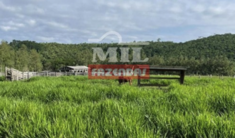 Fazenda em Novo Progresso - Pará – Mil Fazendas