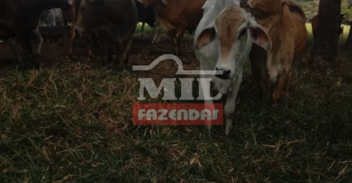 Fazenda em Pirenópolis - Goiás – Mil Fazendas