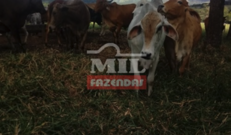 Fazenda em Pirenópolis - Goiás – Mil Fazendas