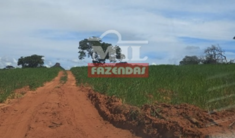 Fazenda em Pontal do Araguaia - Mato Grosso – Mil Fazendas