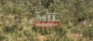 Fazenda em Ponte Alta do Tocantins - Tocantins – Mil Fazendas