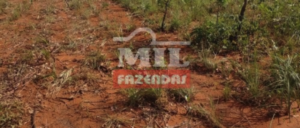 Fazenda em Ponte Alta do Tocantins - Tocantins – Mil Fazendas