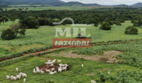 Fazenda em Porangatu - Goiás – Mil Fazendas