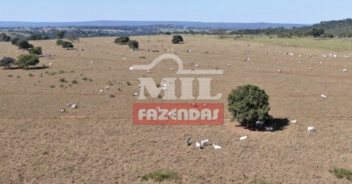 Fazenda em Torixoréu - Mato Grosso – Mil Fazendas