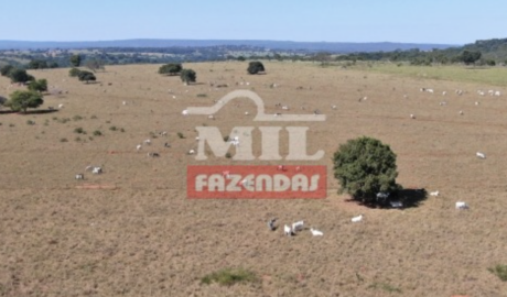 Fazenda em Torixoréu - Mato Grosso – Mil Fazendas