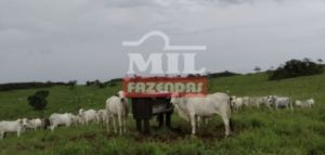 Fazenda em Alto Araguaia - Mato Grosso – Mil Fazendas