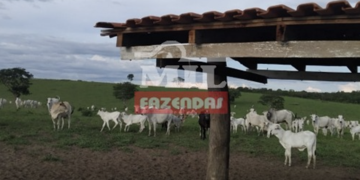 Fazenda em Alto Araguaia - Mato Grosso – Mil Fazendas