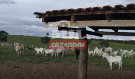 Fazenda em Alto Araguaia - Mato Grosso – Mil Fazendas