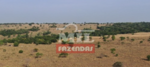 Fazenda em Araguaçu - Tocantins – Mil Fazendas