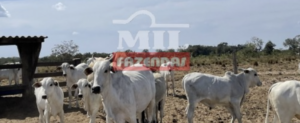 Fazenda em Araguaiana - Mato Grosso  – Mil Fazendas