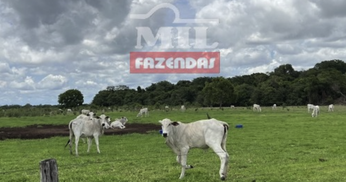 Fazenda em Araguaiana - Mato Grosso – Mil Fazendas