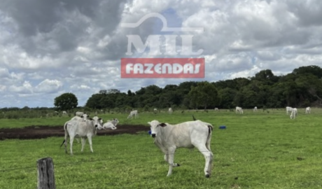 Fazenda em Araguaiana - Mato Grosso – Mil Fazendas