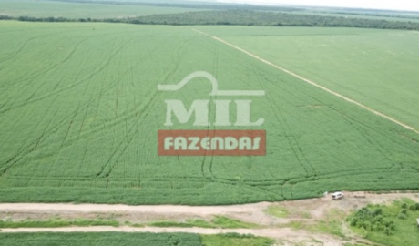 Fazenda em Canarana - Mato Grosso – Mil Fazendas