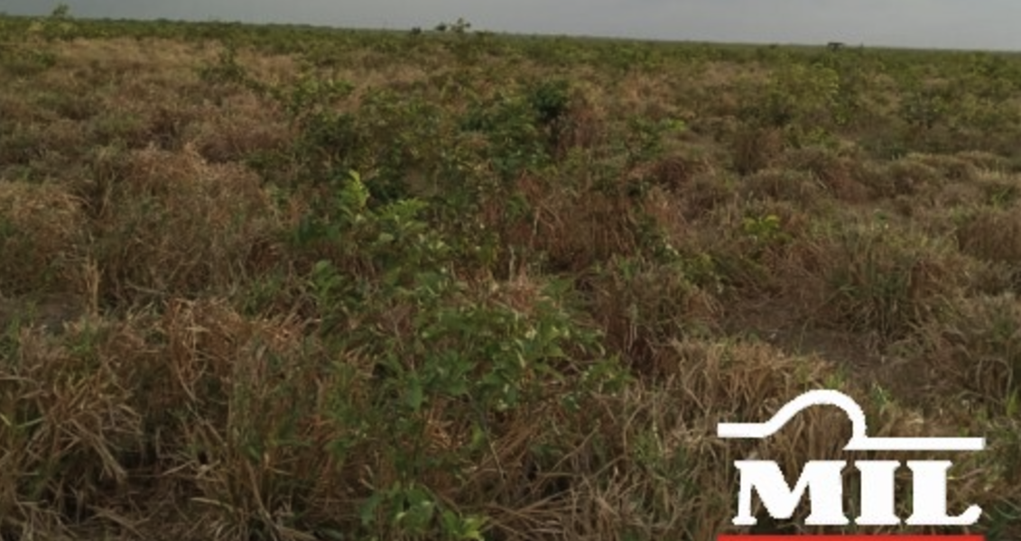 Fazenda em Chapadinha - Maranhão – Mil Fazendas